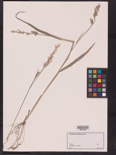 Panicum miliaceum