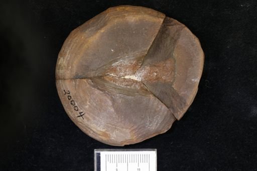 Pygocephalus gracilis