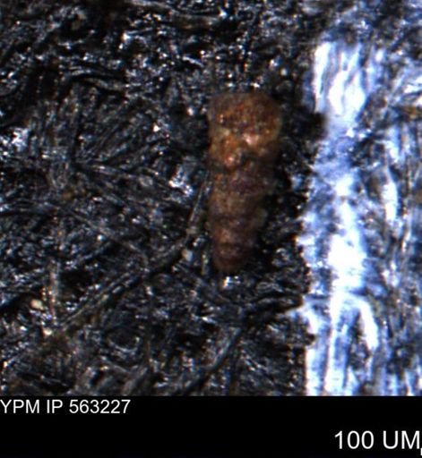 Verneuilinoides hectori