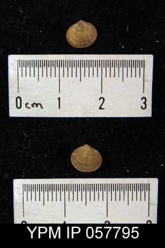 Rhipidomella oblata
