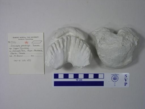 Sunwapta grandiceps