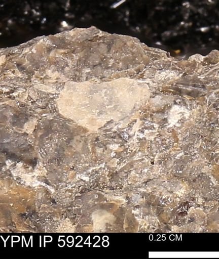 undet. Bivalvia