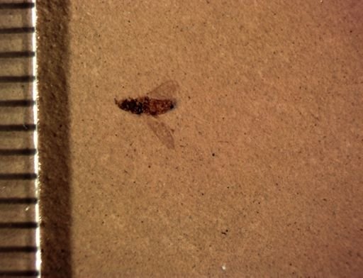 undet. Diptera