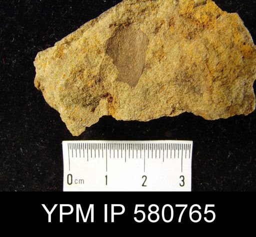 undet. Linguloidea