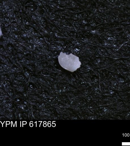 undet. Ostracoda