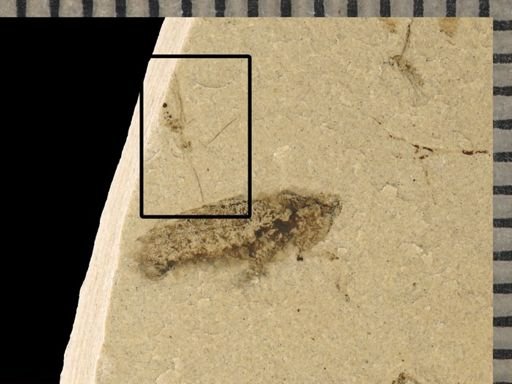Psocoptera?