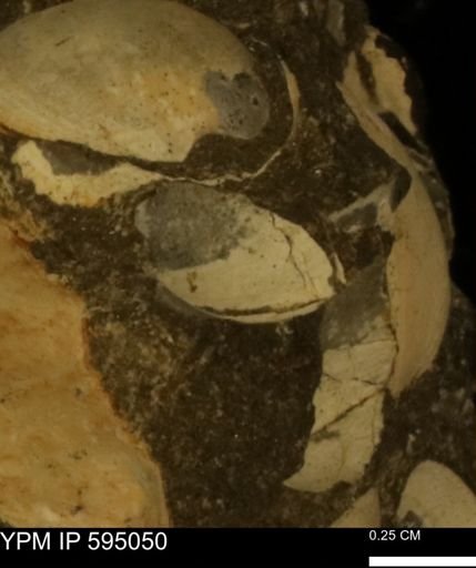 Protocardia sp.