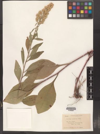 Solidago speciosa
