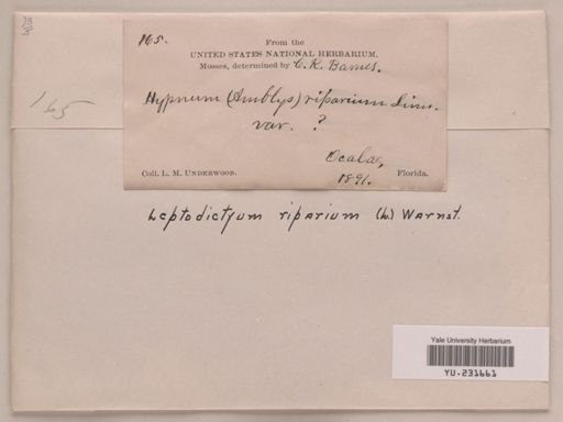 Leptodictyum riparium