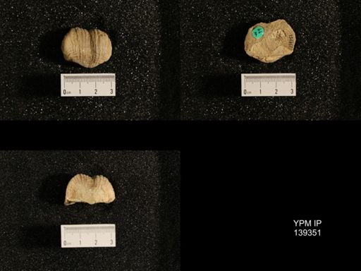 Productus (Dictyoclostus) subcostatus