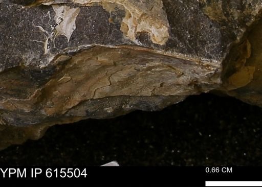 Inoceramus sp.