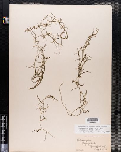 Plantae