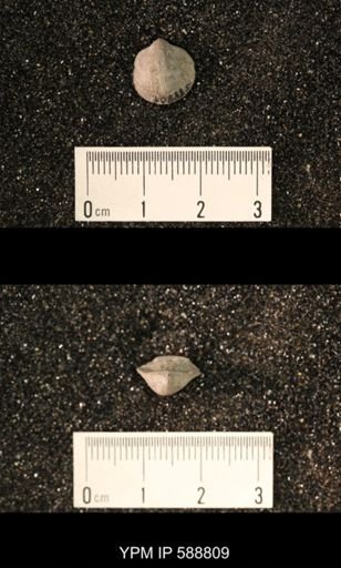 Dalmanella elegantula