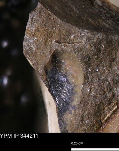 Limopsis striatopunctatus