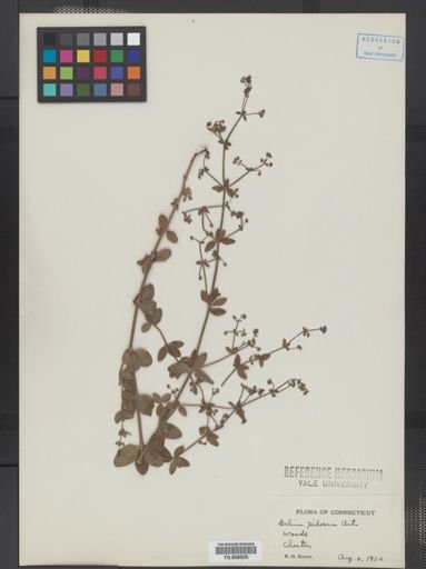 Galium pilosum