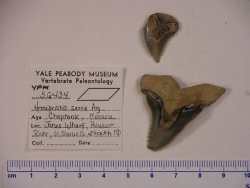 Hemipristis serra