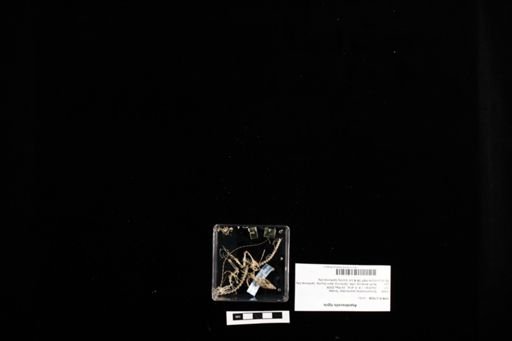 Aspidoscelis tigris