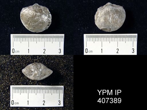 Atrypa reticularis