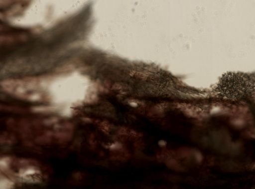 Spheciospongia vesparium