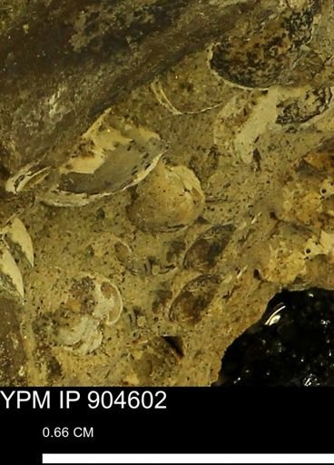 Corbulamella?
