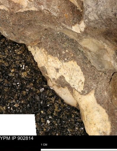 undet. Mollusca