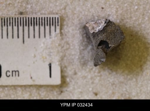Hoploscaphites nicolletii