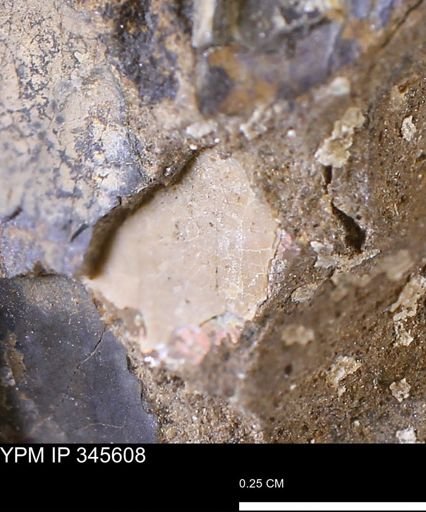 undet. Ammonoidea