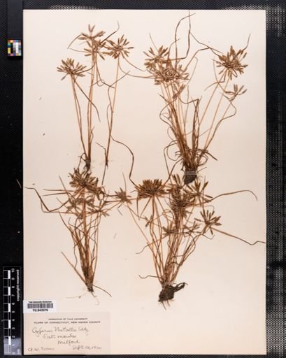 Cyperus nuttallii