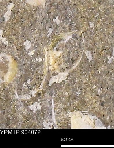 undet. Bivalvia