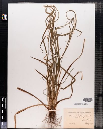 Carex amphibola