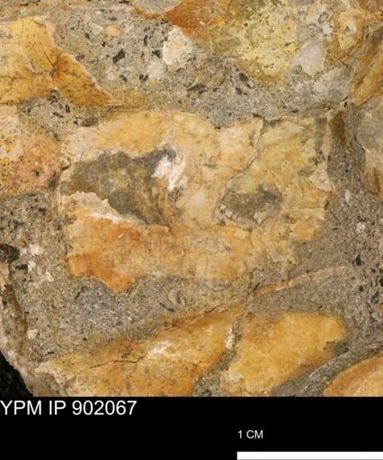 undet. Inoceramidae