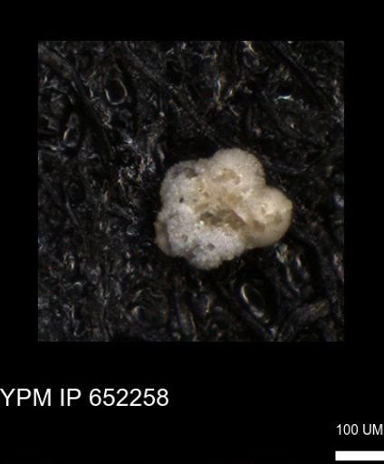 undet. Rugoglobigerinidae