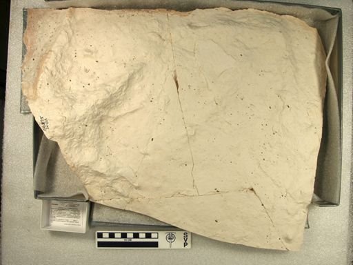 Saurexallopus lovei