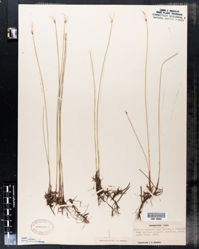 Scirpus hudsonianus