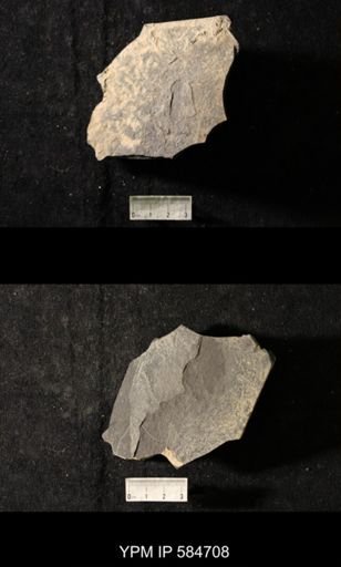 undet. Graptolithina