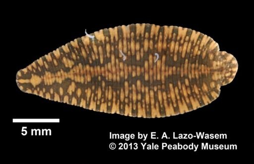 Placobdella parasitica