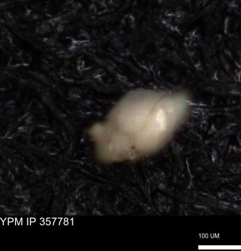 undet. Foraminiferida