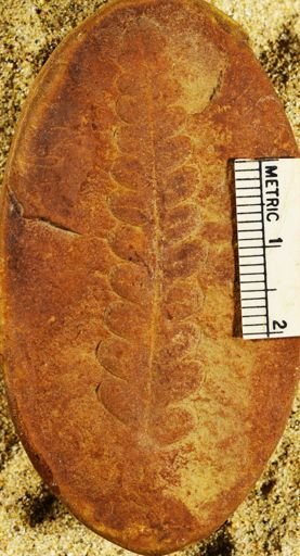 Pecopteris sp.
