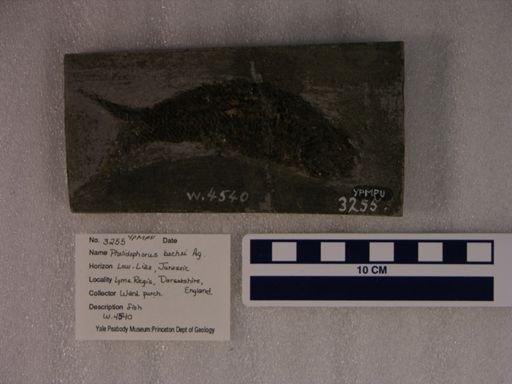 Pholidophorus bechei