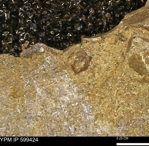 Protocardia subquadrata