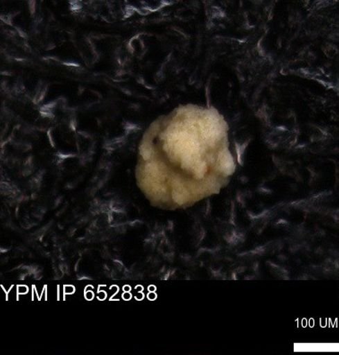 undet. Foraminiferida