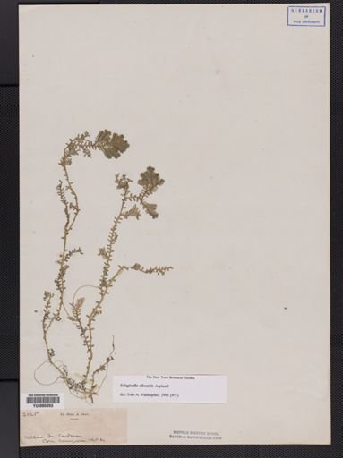 Selaginella