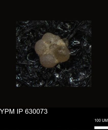 undet. Foraminiferida