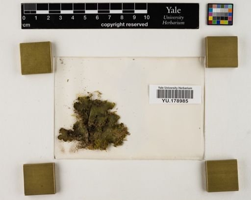 Plantae