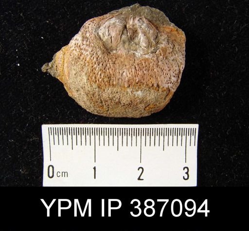 Leptaena rhomboidalis?