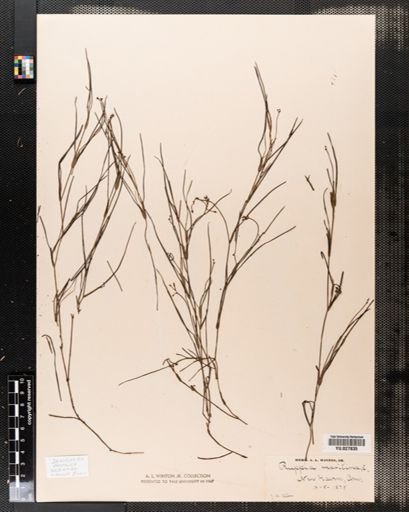 Ruppia maritima