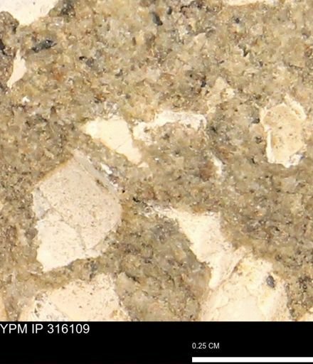 undet. Mollusca
