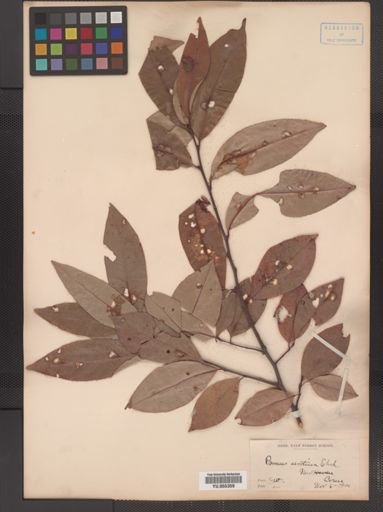 Prunus serotina