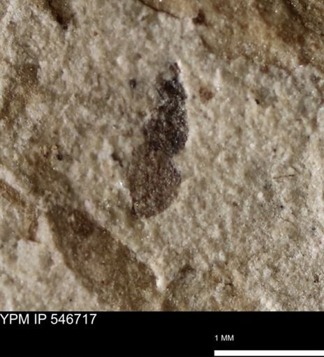 undet. Insecta