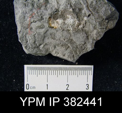 Productus semireticulatus